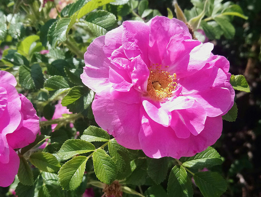 Närbild på en vresros. Den är stor och mörkt rosa. I bakgrunden ser man rosens blad