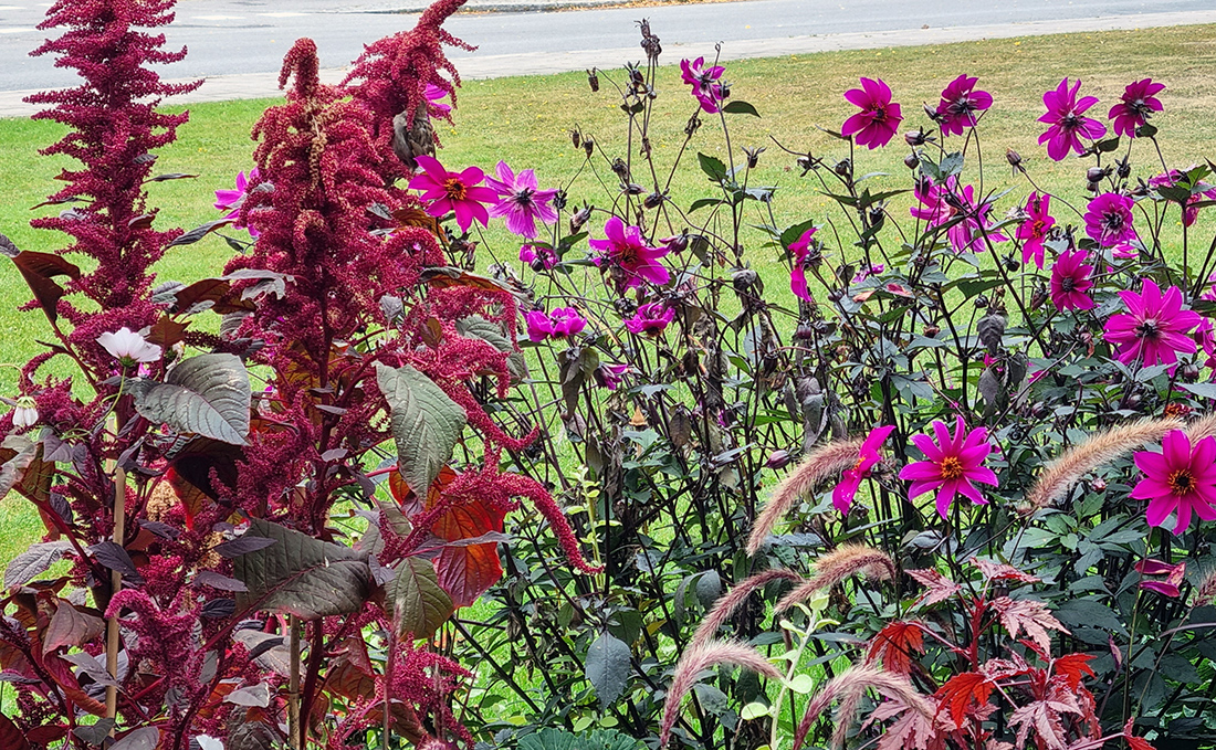 Del av rabatten vid Floras Kulle med mörkröda, vinröda och cerisa toner. I mitten sitter en liten gråsparv och äter av fröställningarna.