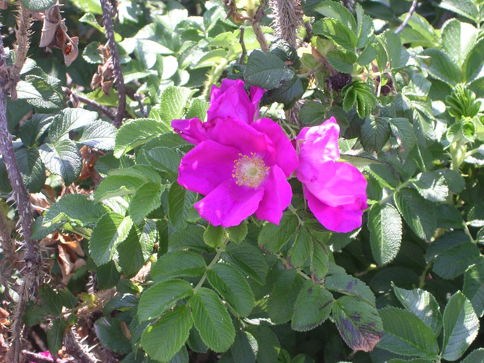 Närbild på en vresros. Den är stor och mörkt rosa. I bakgrunden ser man rosens blad