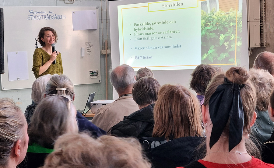 Sofia Hagsand, naturvårdsbiolog, föreläste om invasiva växter och berättade om den ängsinventering hon genomför för Luleå kommun