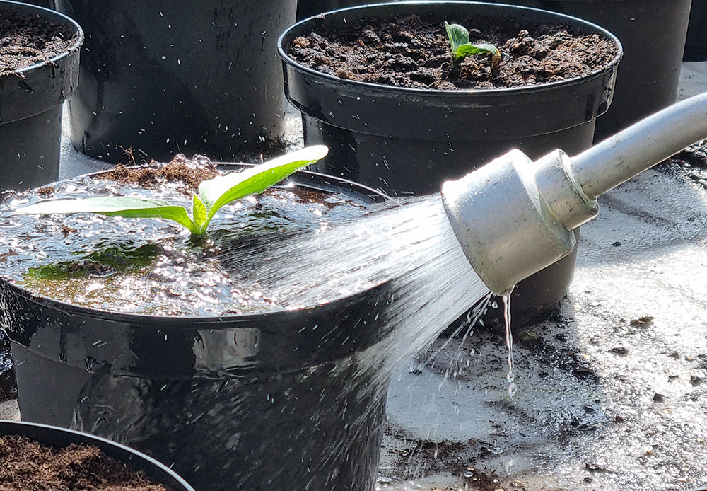 Vattenspridare som vattnar en liten planta