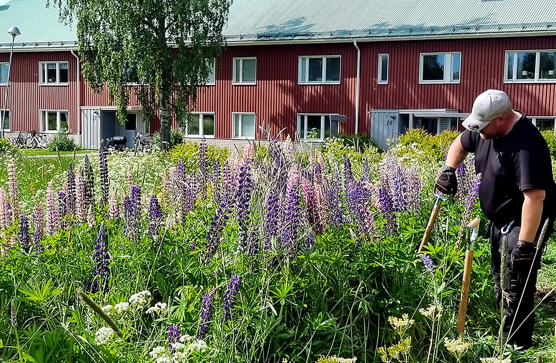 Blomsterlupinen bildar snabbt stora bestånd som tränger undan all annan växtlighet