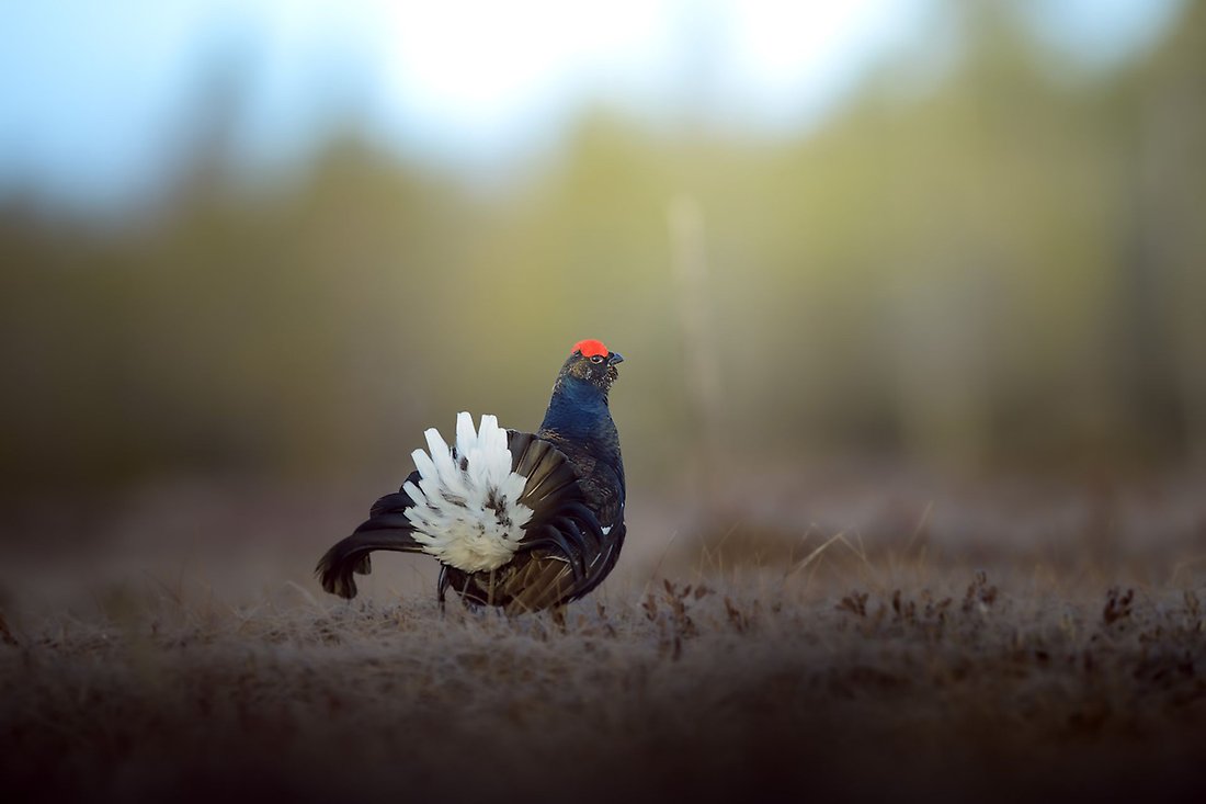 Har man tur kan stöta på en orre när man går i skogen på ön Småskären. Foto: Pexels.