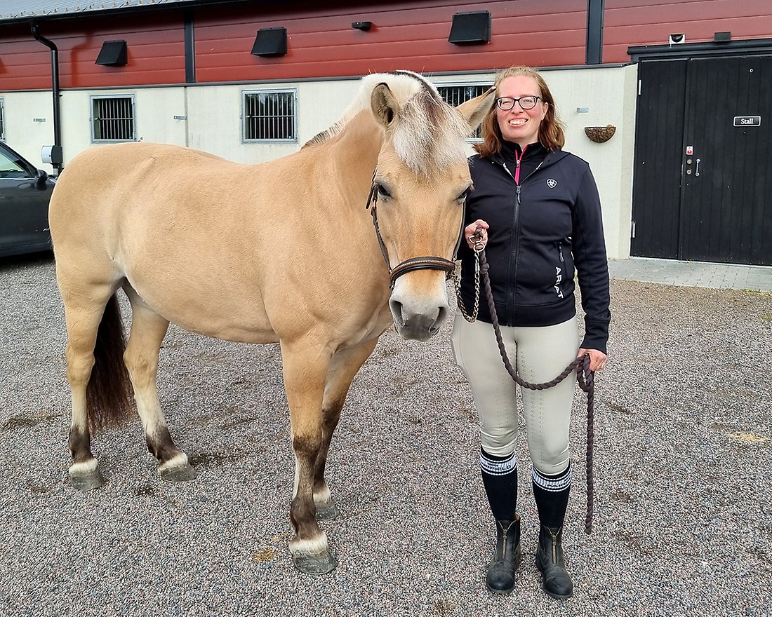 Ljusbrun häst av rasen norsk fjordhäst och kvinna ridkläder står utanför ett stall.